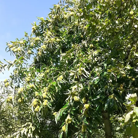 L Hirondelle