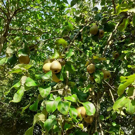 L Hirondelle Beaumont-le-Hareng